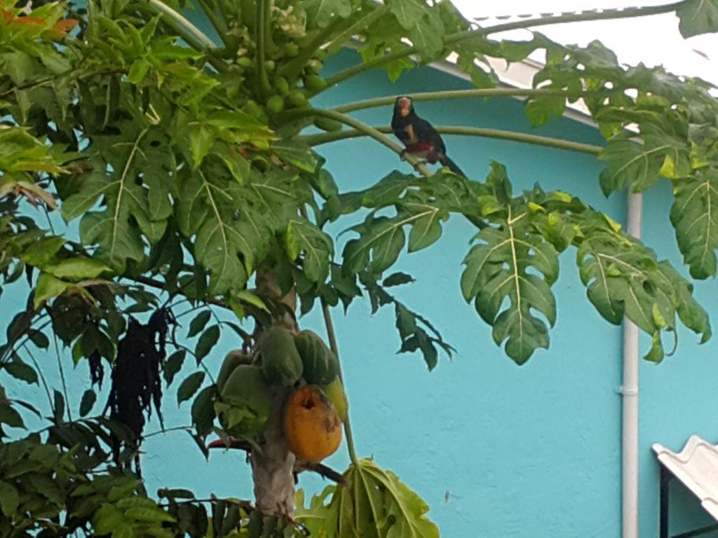 Cabinas Tropicales Puerto Jimenez Exterior photo